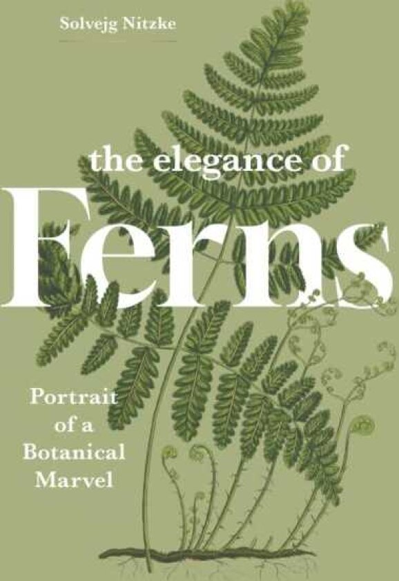 The Elegance of Ferns Portrait of a Botanical Marvel