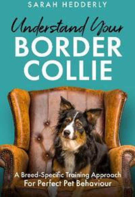 Understand Your Border Collie