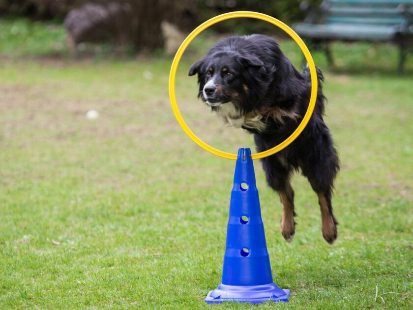 Ring Agility Modul - 50cm
