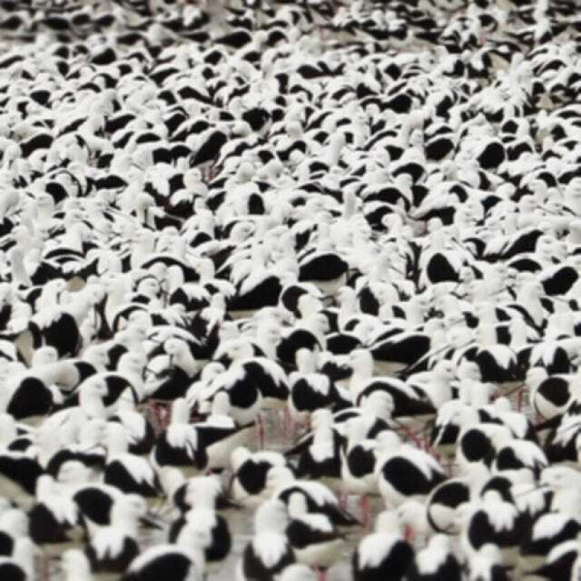 Stella Donnelly Flood LP/Vinyl