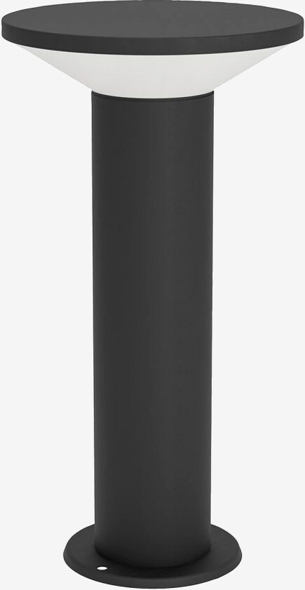 Pollarlys Rigosa, Svart