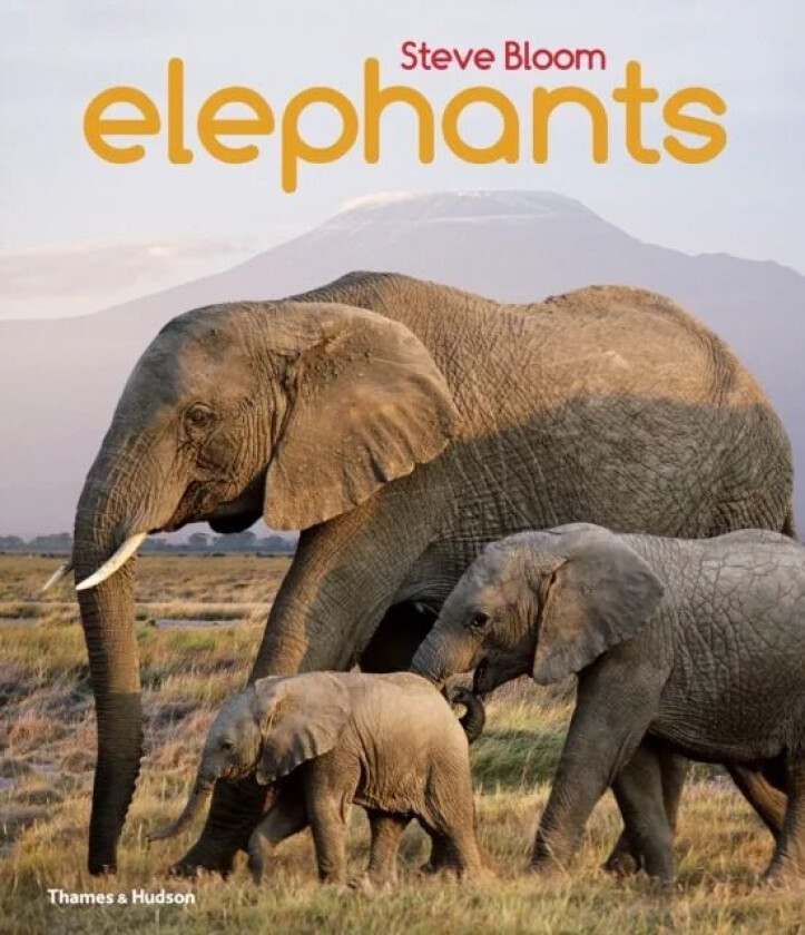 Elephants av Steve Bloom