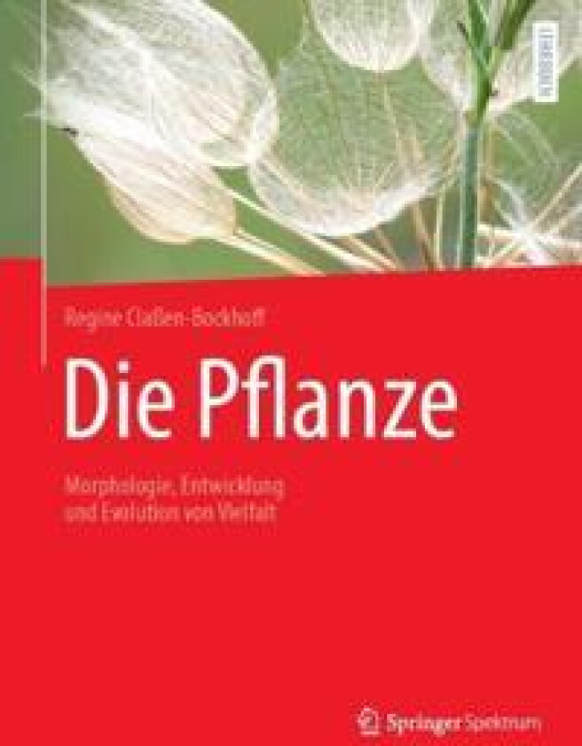 Die Pflanze