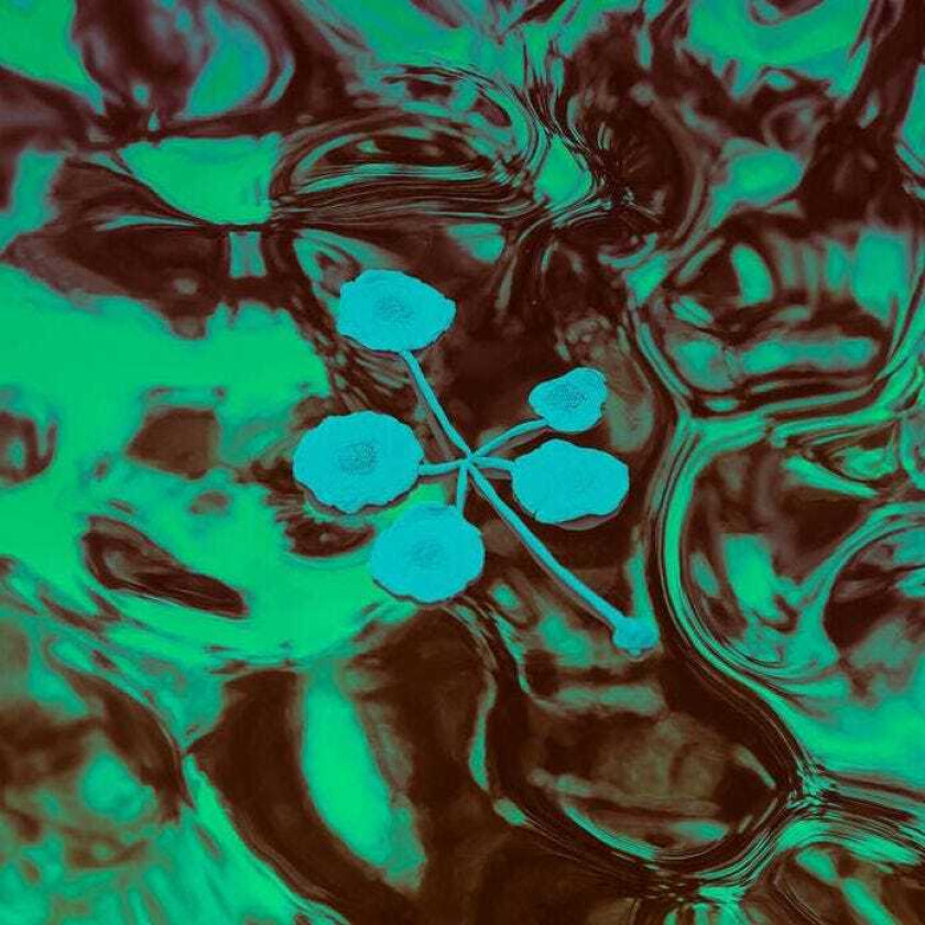 Icarus Evergrowing Meridional Entertainment LP/Vinyl