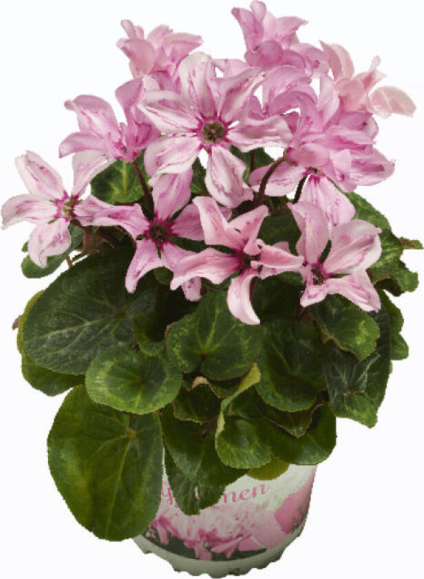 Alpefiol En vakker variant av alpefiol. Vann på kvelden. skal ikke stå i vann på dagen. Tørk vekk overflødig vann. Trives best kjølig. under 20 grader.