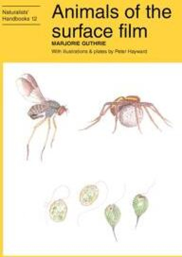 Animals of the surface film