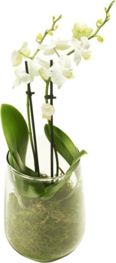 Orkidégrupper Klassisk orkidé i glass med vakre blomster.