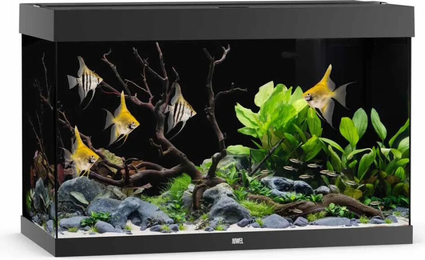 Bilde av Juwel Rio 290 LED akvarium 101x51x66cm - Grå