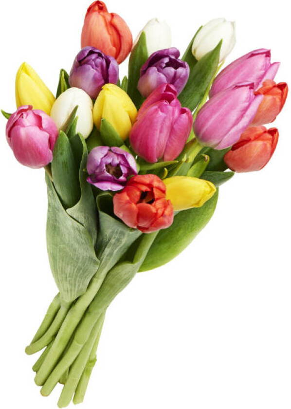 Miksbukett Tulipan En fyldig og frisk fargekombinasjon av tulipaner, pen i eksponering!
