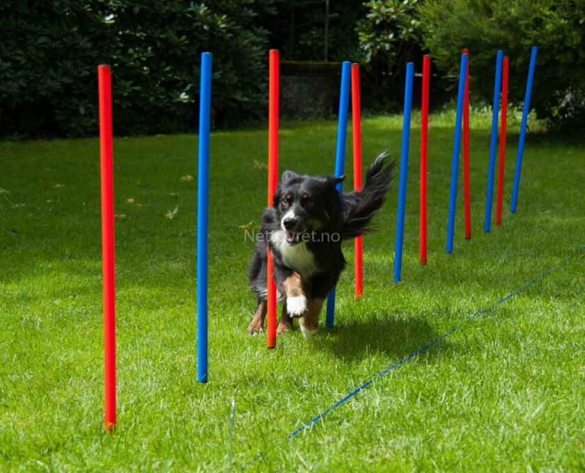 Agility Slalåm