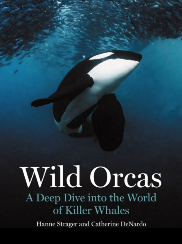 Wild Orcas A Deep Dive into the World of Killer Whales