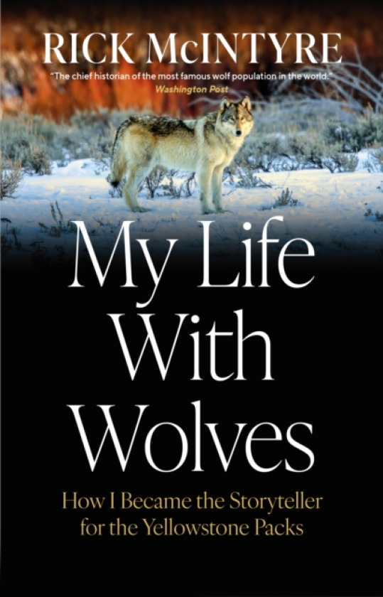 My Life With Wolves How I Became the Storyteller for the Yellowstone Packs