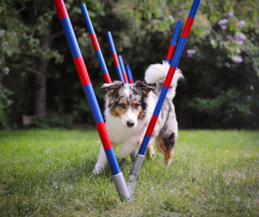 Agility Profi Slalom justerbar PRO- serie