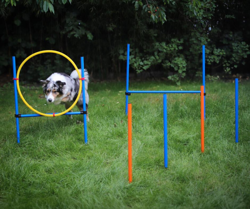 Agility sett med hinder og slalom